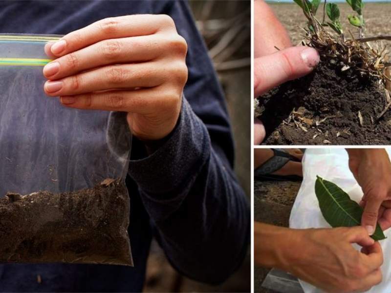 Importancia del análisis de suelos