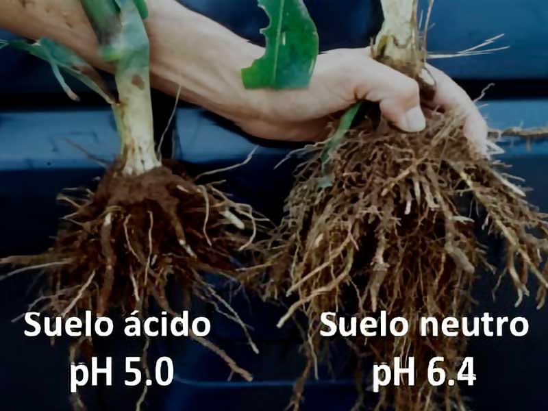 Mejorador de suelos ácidos