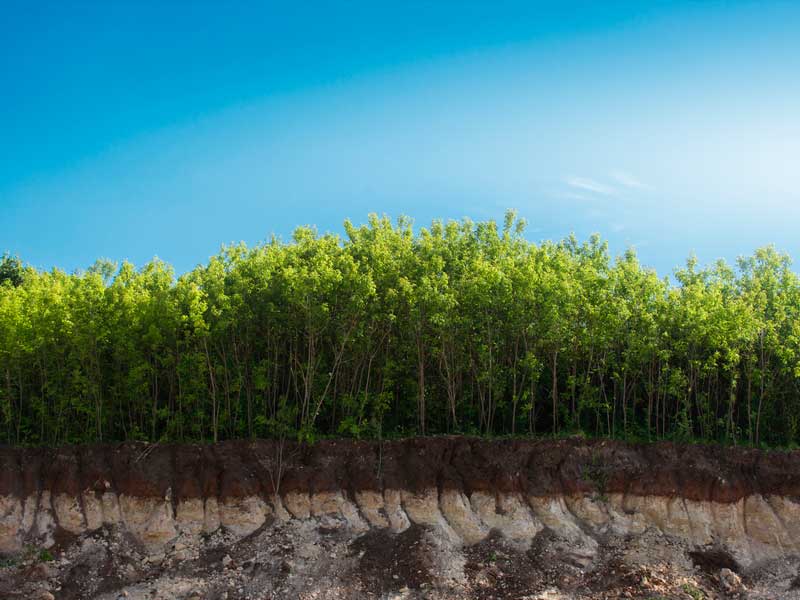 Mejorador de suelos alcalinos