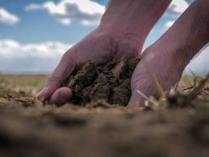 El yeso agrícola como mejorador de suelos para la siembra
