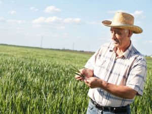 Yeso Agrícola en Ecuador, origen, usos e importancia